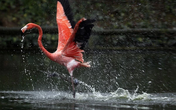 A Caribbean flamingo runs across the water