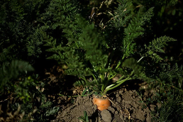 A carrot is seen ready for harvest at a plantation in Cartago