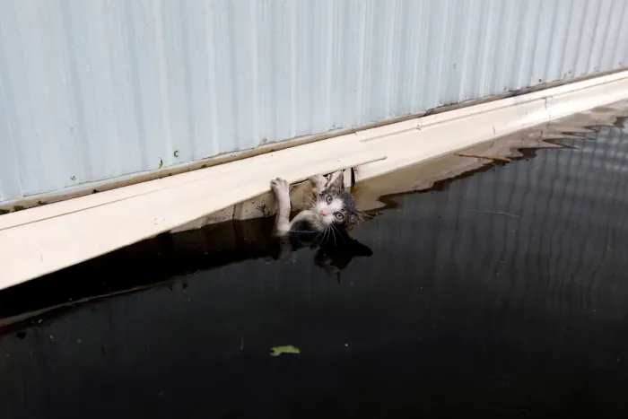 Framed Print : A cat clings to the side of a trailer amidst flood waters before it was saved as Framed Print : A cat clings to the side of a trailer amidst flood waters before it was saved as
