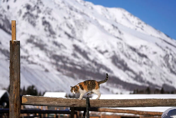A cat is seen at Hemu village among snow mountains in Altay