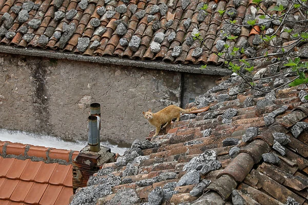 A cat is seen on a roof of a house in the village of Vranjina