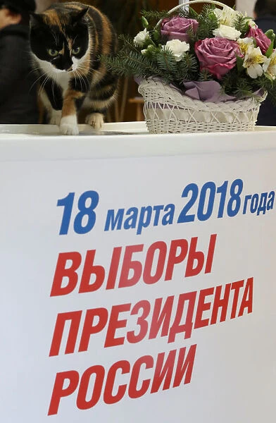 A cat is seen over a sign reading, March 18, 2018, the Russian presidential election at