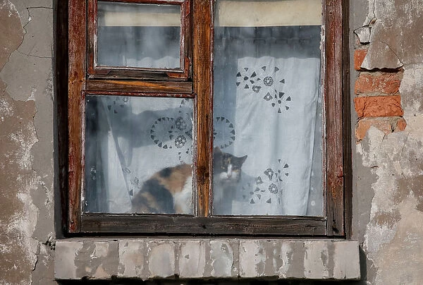 A cat is seen in the village of Zolote