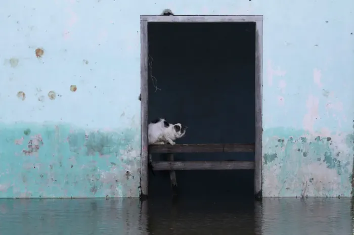 Framed Print : A cat sits inside a flooded building in Asuncion