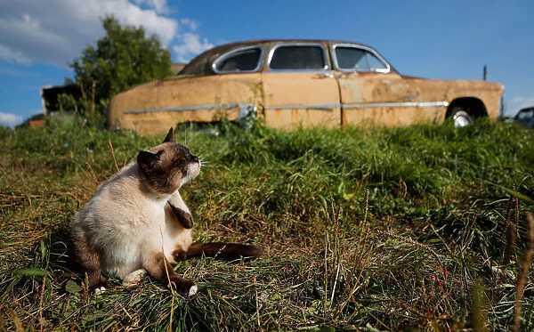 A cat sits in front of a retro car owned by retired mechanic Krasinets are displayed at
