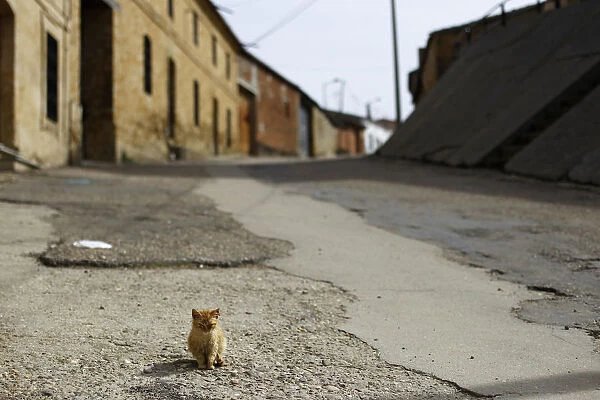 A cat stands on its own in a deserted street in Peleas de Abajo, in northwestern Spain