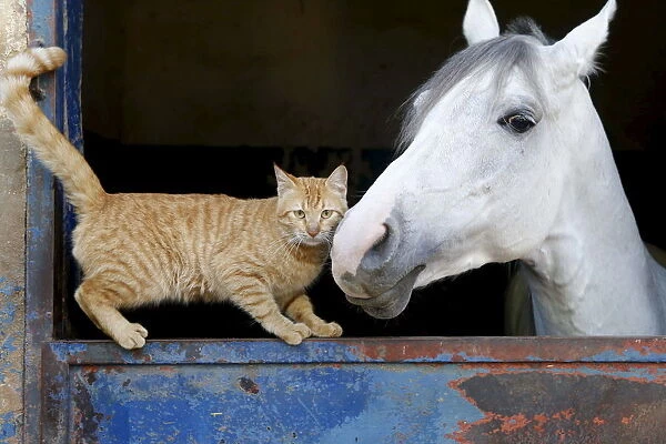 A cat stands near a horse in Beirut