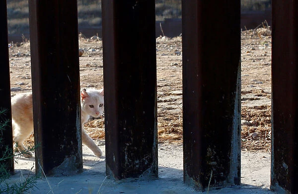 A cat walks near the border fence between Mexico and the U.s as seen from Tijuana