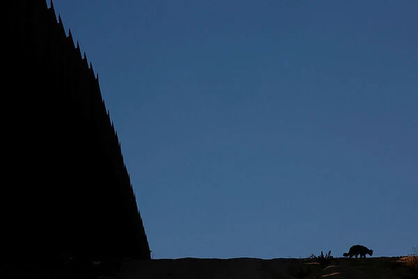 A cat walks near the border fence between Mexico and the U.s in Tijuana