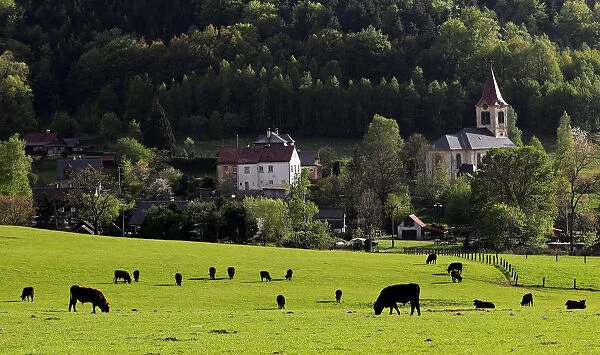 A cattle of bulls graze at a farm in the village of Jitrava near Liberec