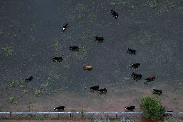 Cattle graze around flood waters caused by Tropical Storm Harvey near Sandy Point