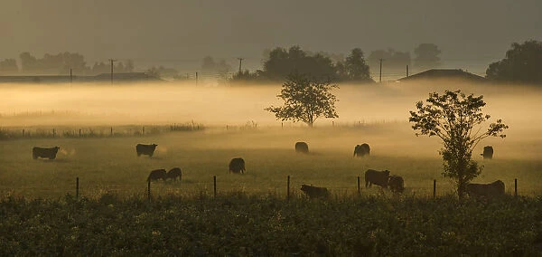 Cattle graze in the morning mist on a farm outside of Chilliwack