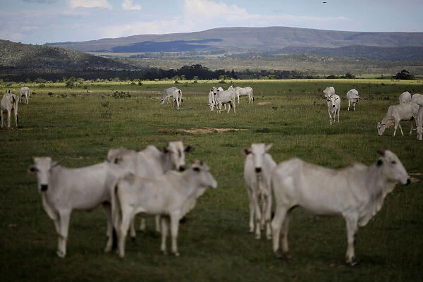 Cattle graze near Chapada dos Veadeiros National Park in Alto Paraiso