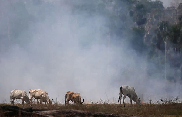 Cattle graze on a smoldering field that was hit by a fire burning a tract of the Amazon