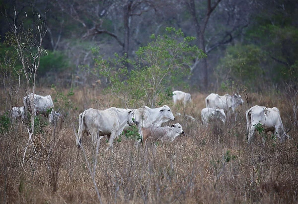 Cattle are seen near San Ignacio de Velasco