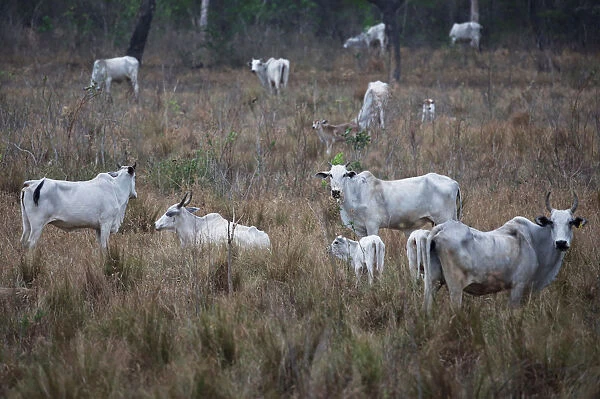 Cattle are seen near San Ignacio de Velasco