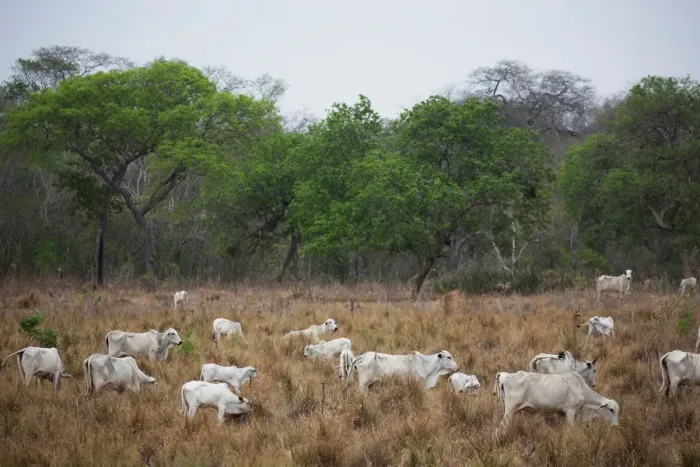 Framed Print : Cattle are seen near San Ignacio de Velasco