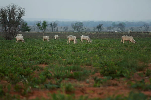 Cattle are seen in Santa Teresita, Charagua
