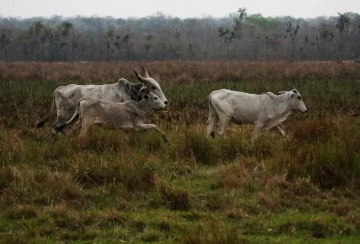Framed Print : Cattle are seen in Santa Teresita, Charagua