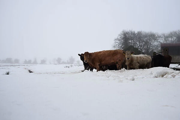 Cattle are seen in a snow-covered field in Kilteel