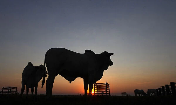 Cattle are silhouetted at feedlot at Santa Maria da Amazonia farm in Sorriso, Brazil