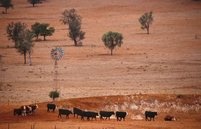 Framed Print : Cattle walk past an empty dam and old windmill in a drought-affected paddock on a Framed Print : Cattle walk past an empty dam and old windmill in a drought-affected paddock on a