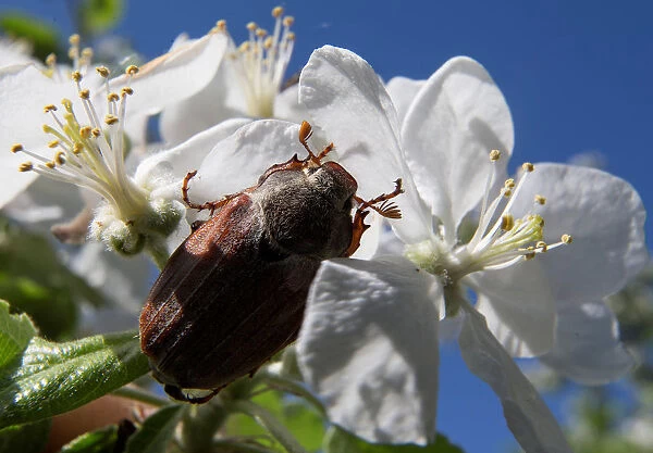 A chafer is seen on apple flowers in the village of Obchyn