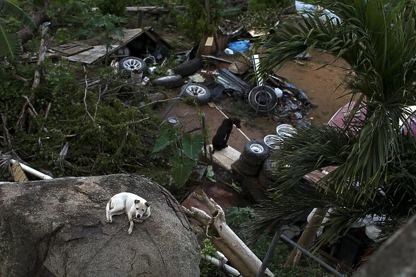 A chained dog lies on a rock, in a neighbourhood that was hit by Hurricane Maria in