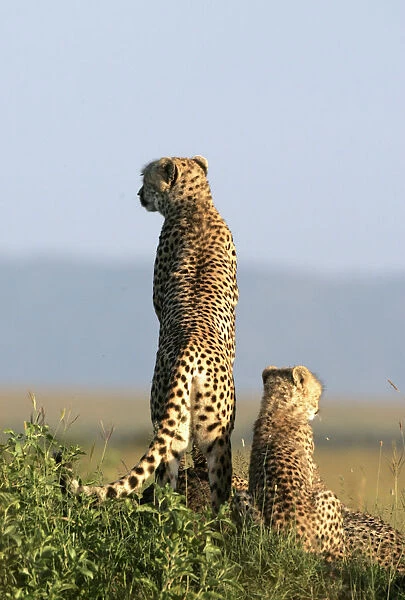 A cheetah and her cubs observe the plains in Masai Mara game reserve