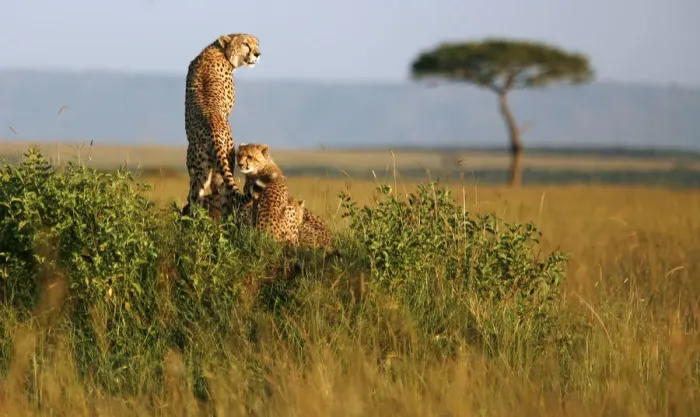Framed Print : A cheetah and her cubs observe the plains in Masai Mara game reserve Framed Print : A cheetah and her cubs observe the plains in Masai Mara game reserve