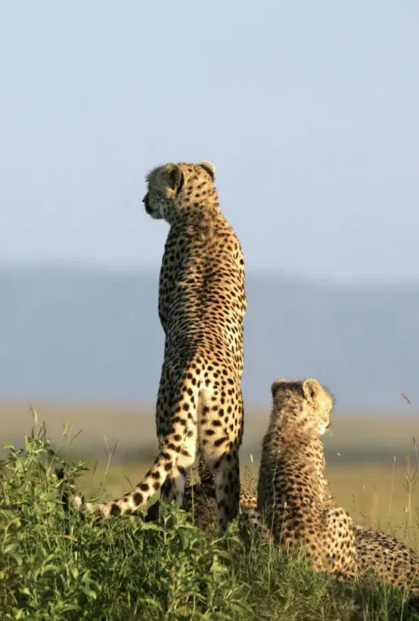 Framed Print : A cheetah and her cubs observe the plains in Masai Mara game reserve Framed Print : A cheetah and her cubs observe the plains in Masai Mara game reserve