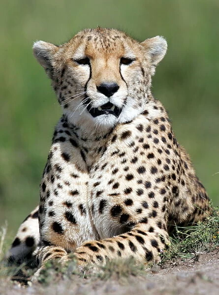 A cheetah looks out over the plains in Kenyas Msai Mara game reserve