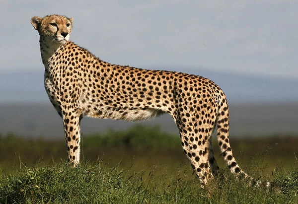 A cheetah observes on the plains of Masai Mara game reserve