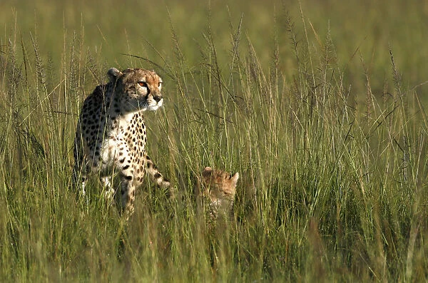 A cheetah sits next to her cubs on the plains of the Masai Mara game reserve