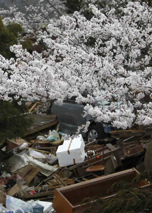 Framed Print : Cherry blossoms in full bloom are seen at an area devastated by the March 11 earthquake Framed Print : Cherry blossoms in full bloom are seen at an area devastated by the March 11 earthquake