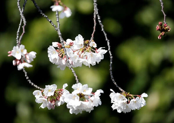 Cherry blossoms in almost full bloom are seen in Tokyo