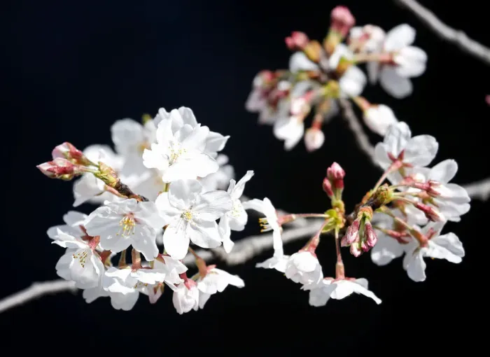 Framed Print : Cherry blossoms in almost full bloom are seen in Tokyo