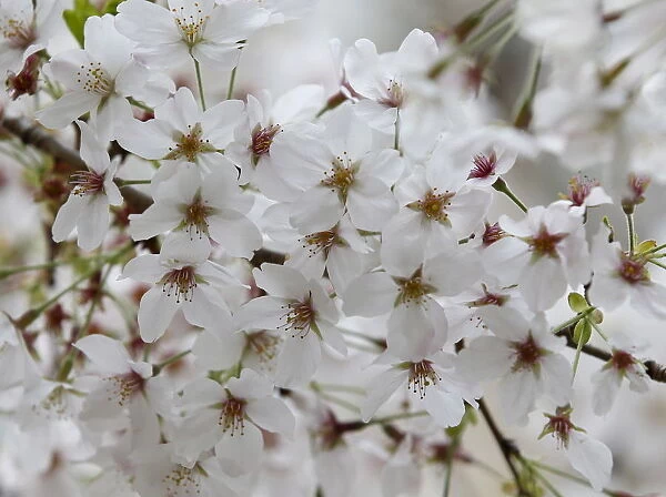Cherry blossoms in full bloom are seen in Tokyo