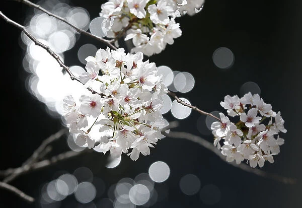 Cherry blossoms in full bloom are seen in Tokyo
