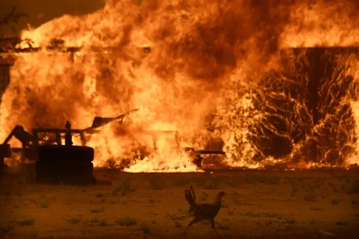 Framed Print : A chicken runs by a chicken coop that burns with animals still inside at the so-called Framed Print : A chicken runs by a chicken coop that burns with animals still inside at the so-called