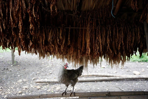 A chicken is seen under tobacco leaves in a curing barn at a tobacco plantation in Sucre