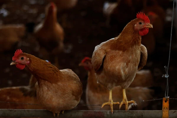 Chickens are seen at a farm in Hanoi
