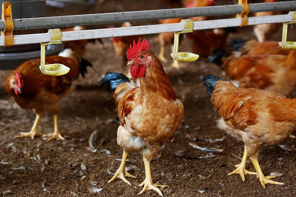 Chickens are seen at a farm in Hanoi, Vietnam