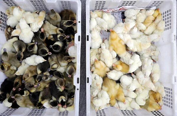 Chicks for sale are pictured in crates at a stall in Obando, Bulacan