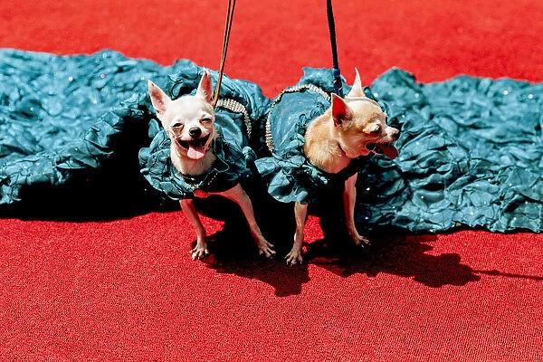 Chihuahua puppies pose for the cameras at an event that celebrates World Animal Day
