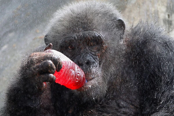 A chimpanzee drinks a sweet refreshment as it is sprayed with water on a hot day at Dusit