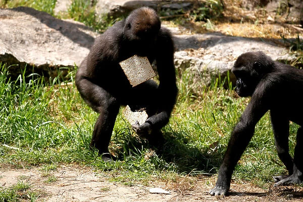 A chimpanzee eats matza, a traditional unleavened bread eaten during the upcoming Jewish