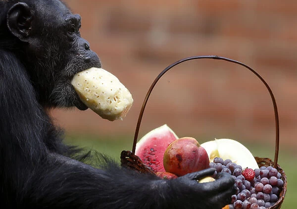 A chimpanzee eats a pineapple after receiving a Christmas basket at Rio de Janeiros zoo