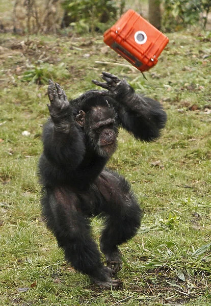 A chimpanzee throws a video camera in a protective case in the Budongo Trail enclosure at