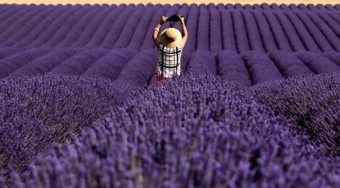 Framed Print : A Chinese tourist takes a picture in a lavender field in Valensole Framed Print : A Chinese tourist takes a picture in a lavender field in Valensole